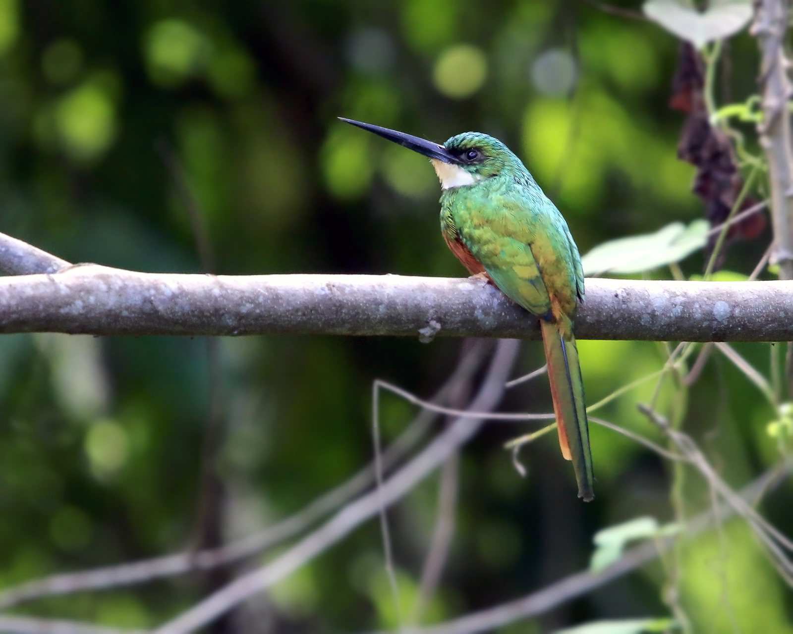 Rufous-tailed Jacamar