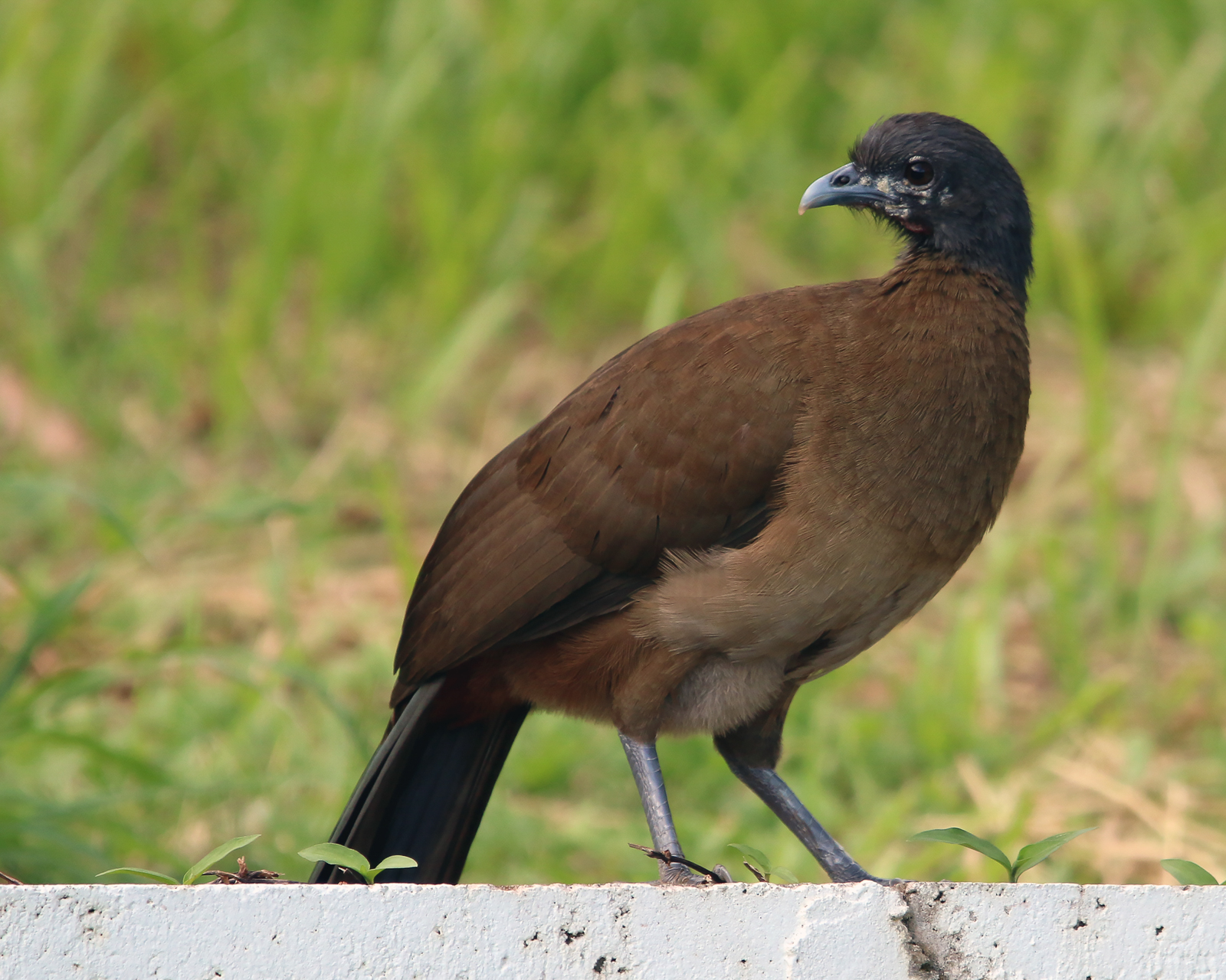 Rufous-vented Chachalaca