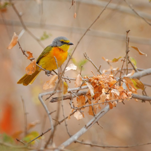 Sulphur-breasted Bushshrike