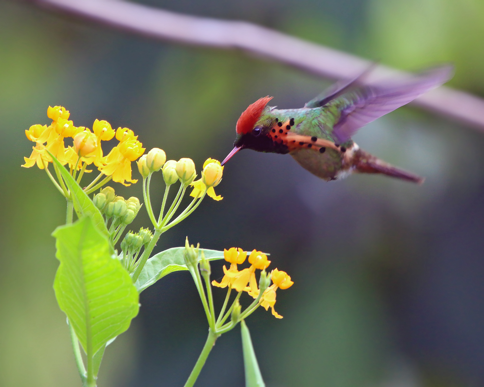 Tufted Coquette