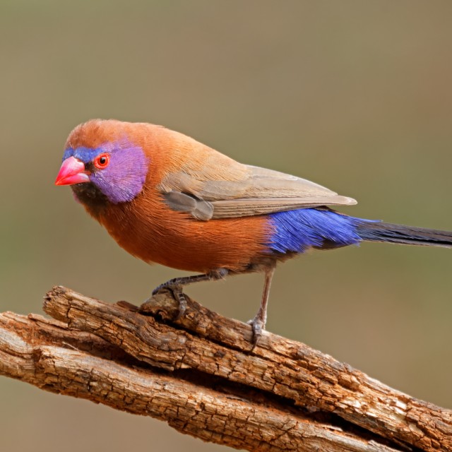 Violet-eared Waxbill
