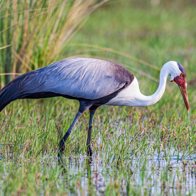 Wattled Crane