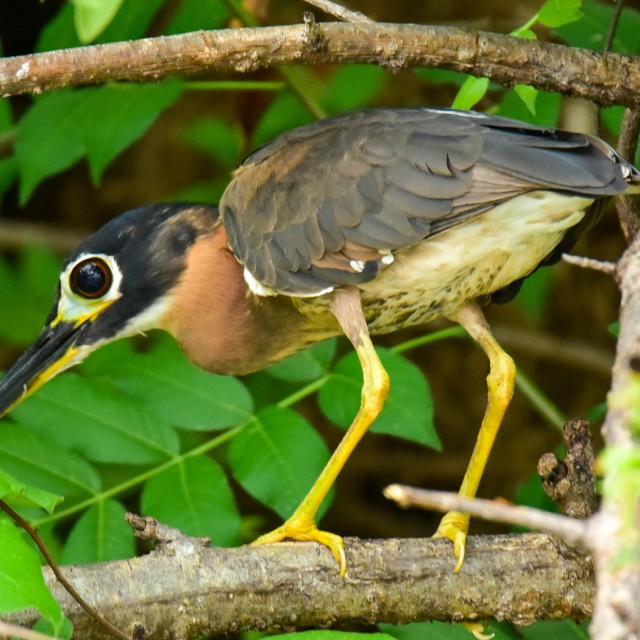 White-backed Night-Heron