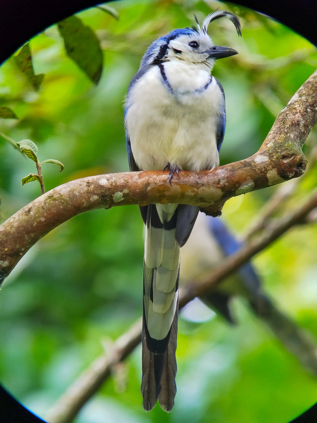 White-throated Magpie Jay