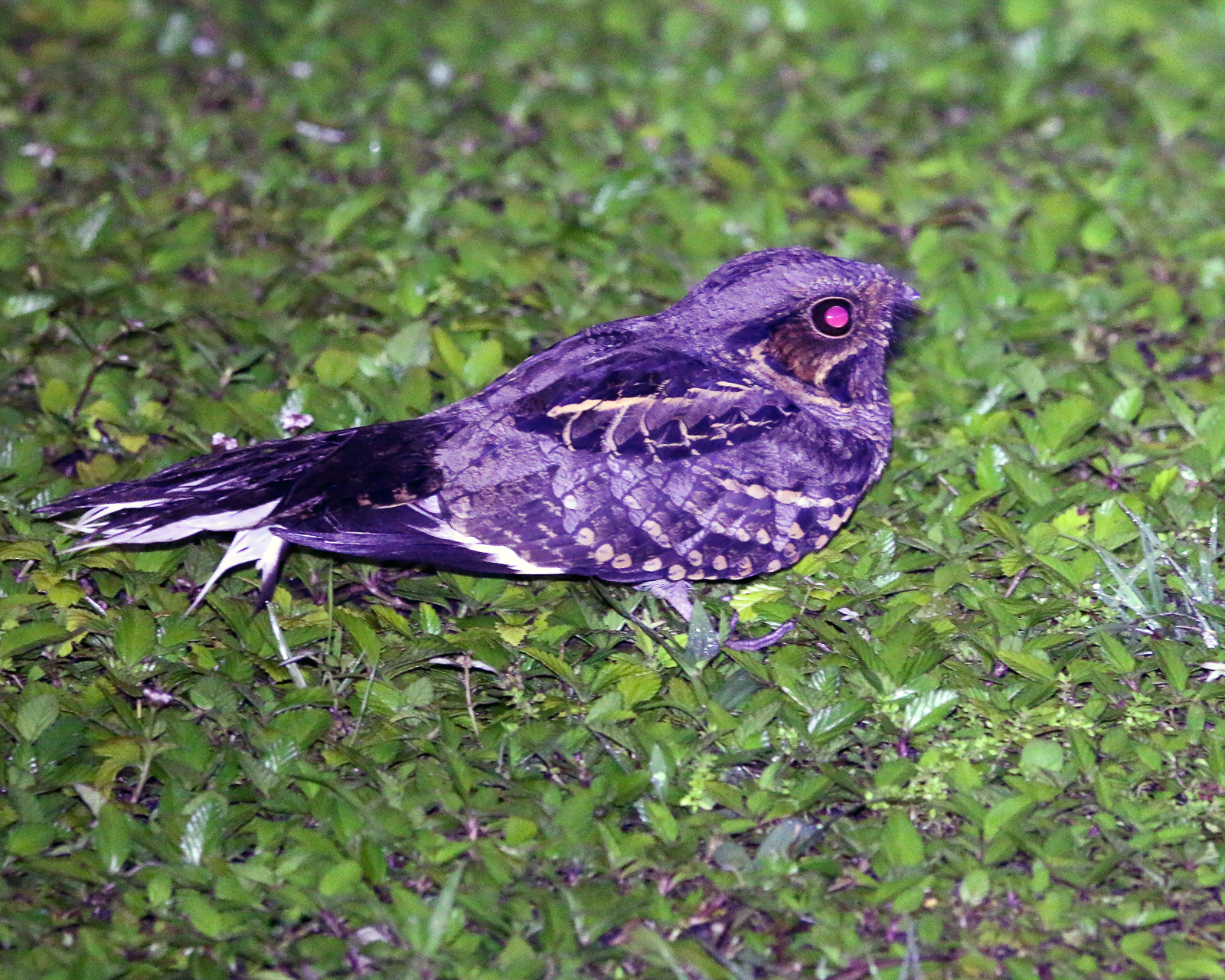 Common Pauraque
