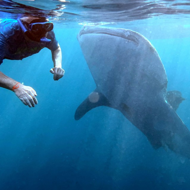 Snorkeling with whale shark, Gorontalo