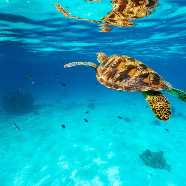 Green Turtle