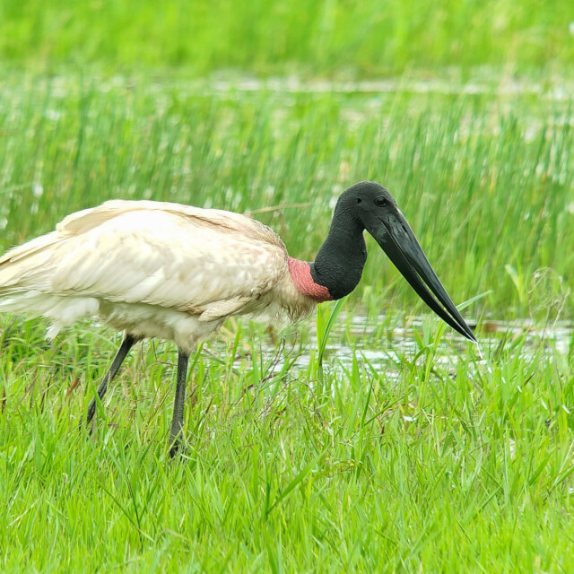 Jabiru