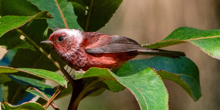 Southern Mexico Trip Report 2025