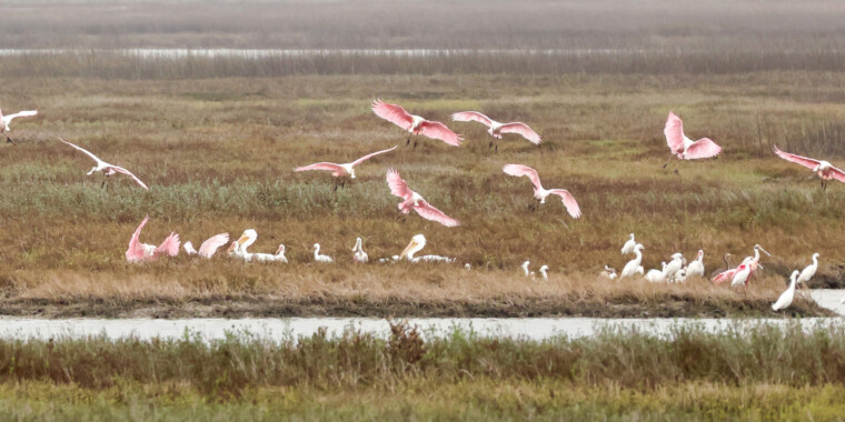 South Texas 2025 Trip Report (Feb 16 - 24, 2025)