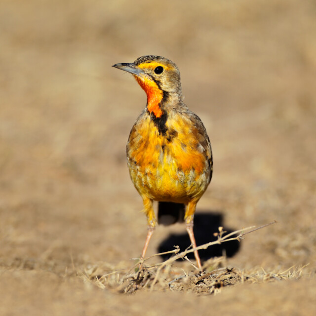 A colorful Cape longclaw (Macronyx capensis), South Africa