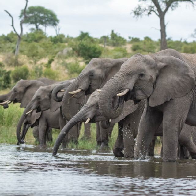 Elephants drinking