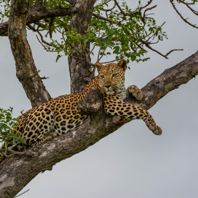 Leopard in Kruger National Park