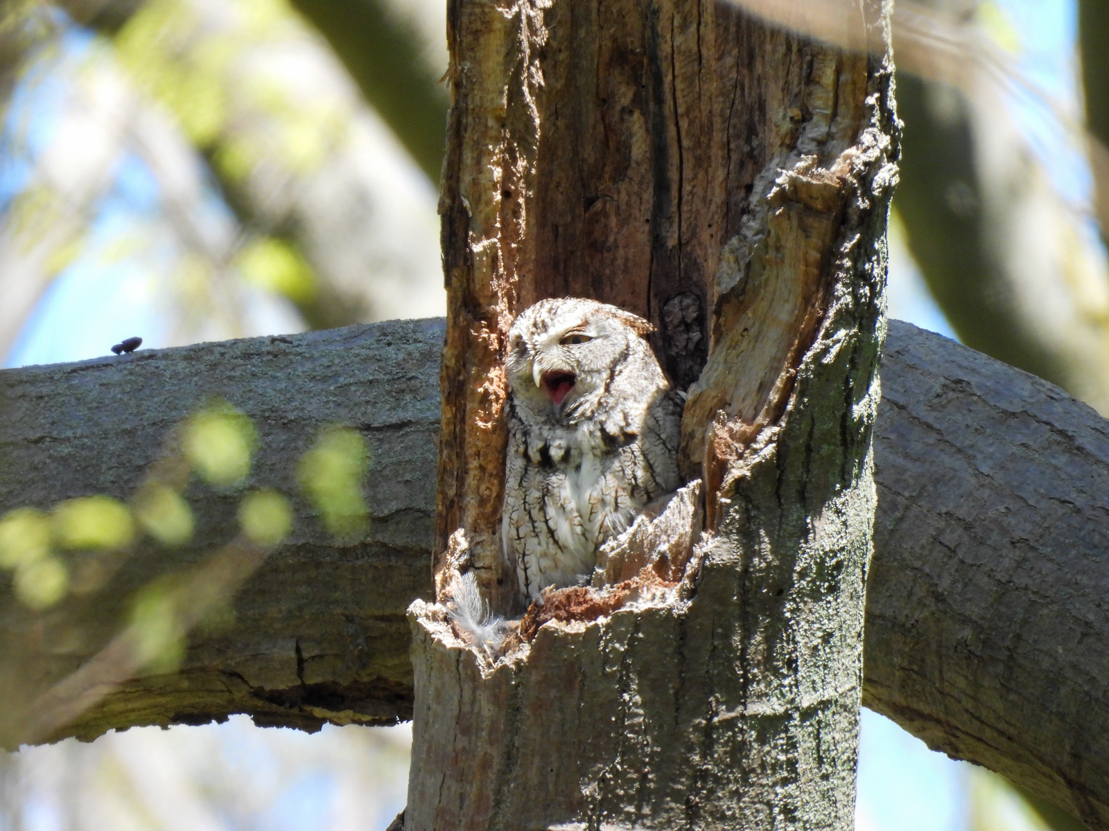 Eastern Screech-Owl