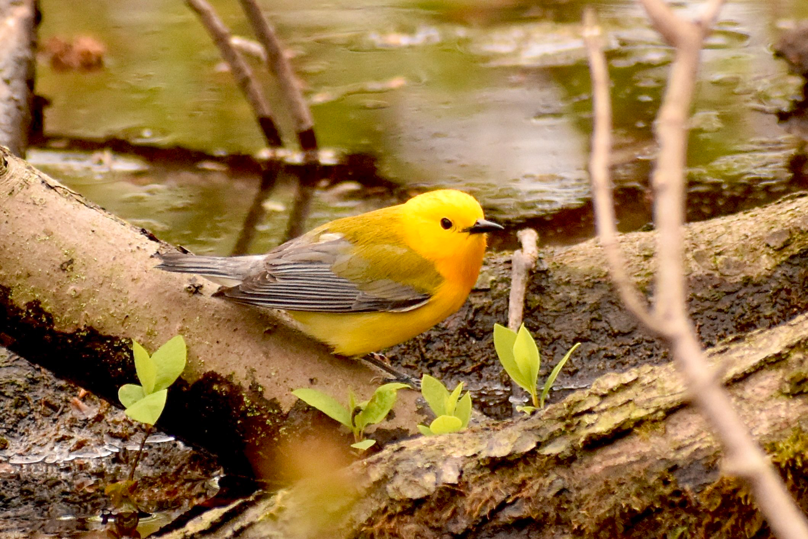 Prothonotary Warbler