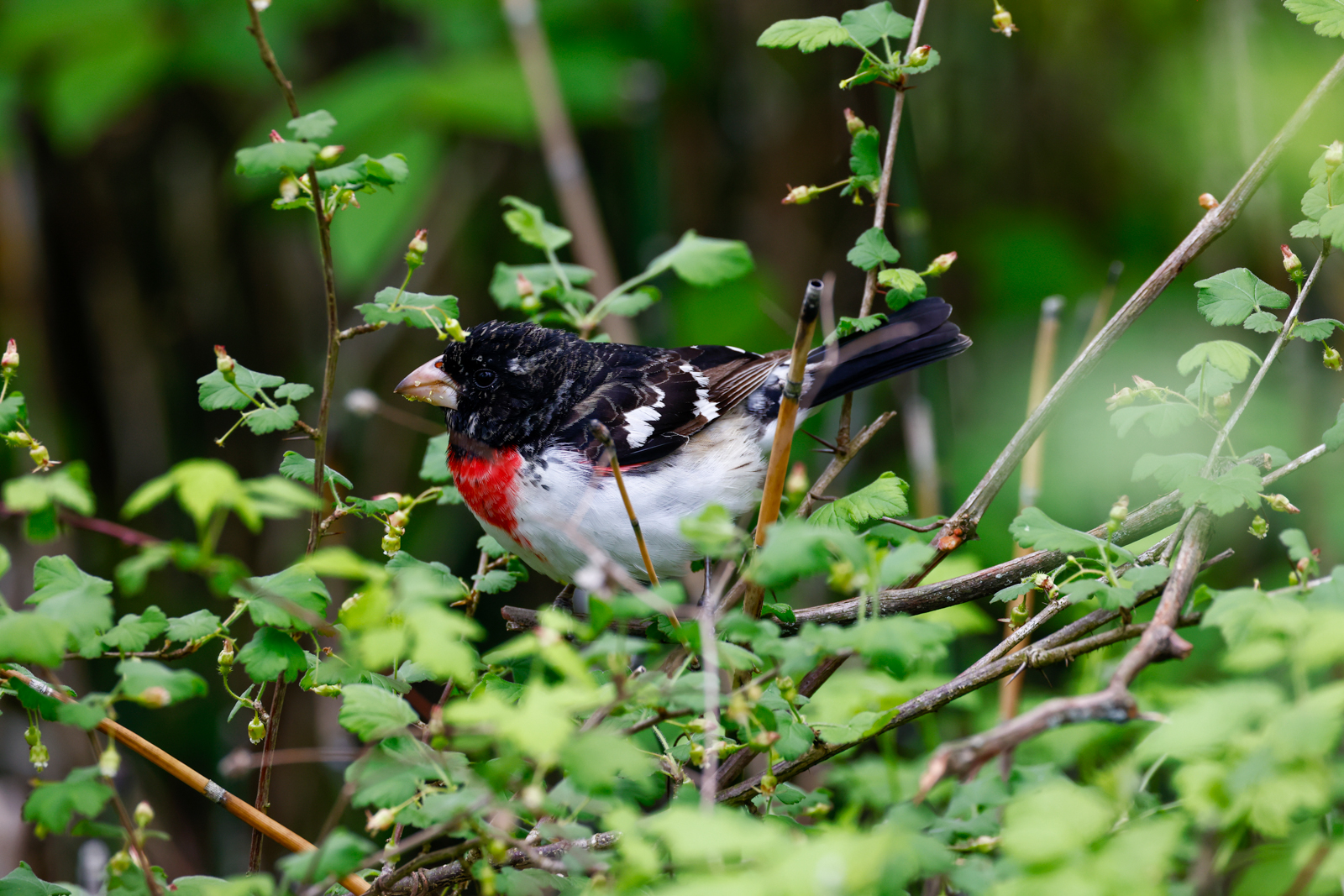 Rose-breasted Grosbeak