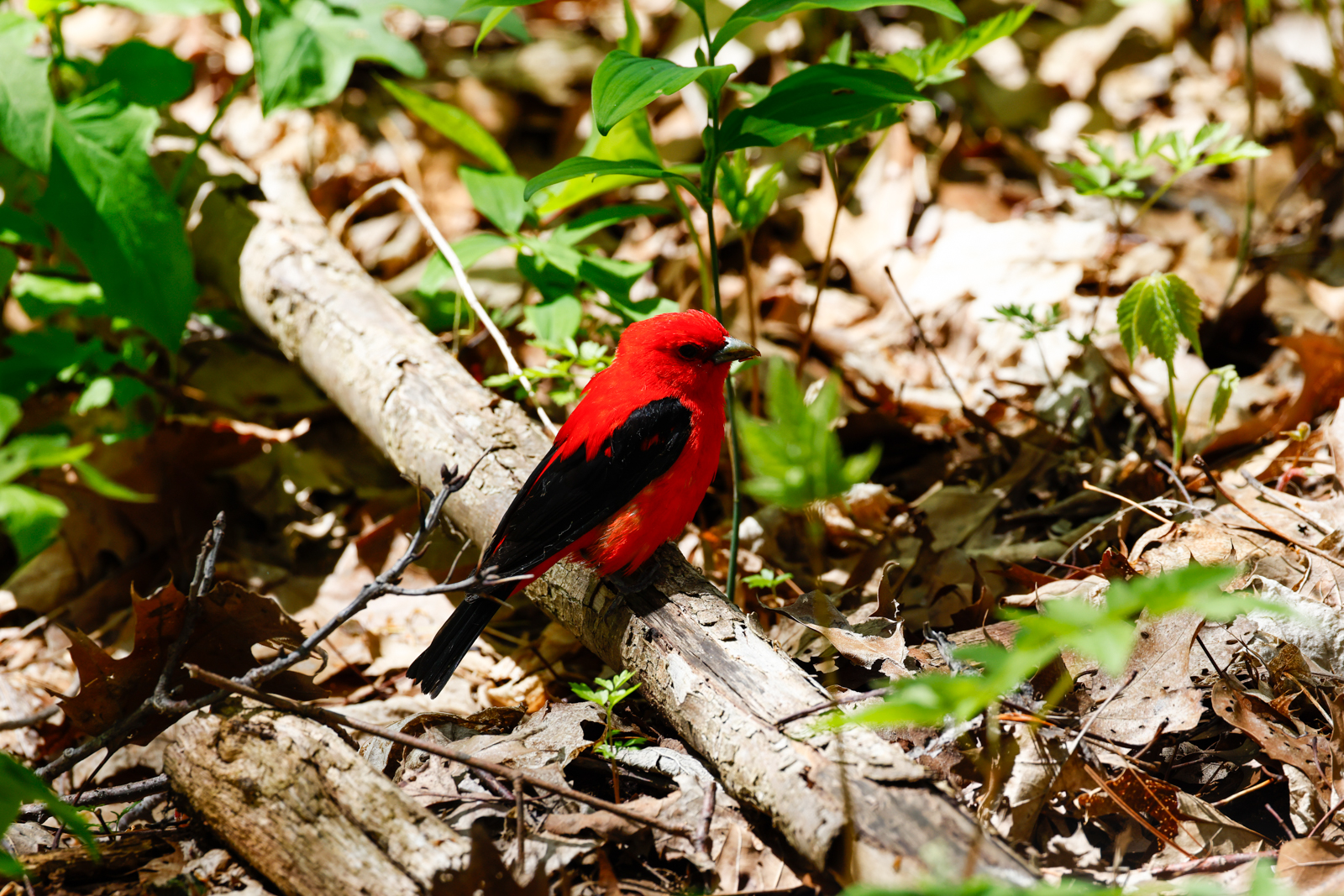 Scarlet Tanager