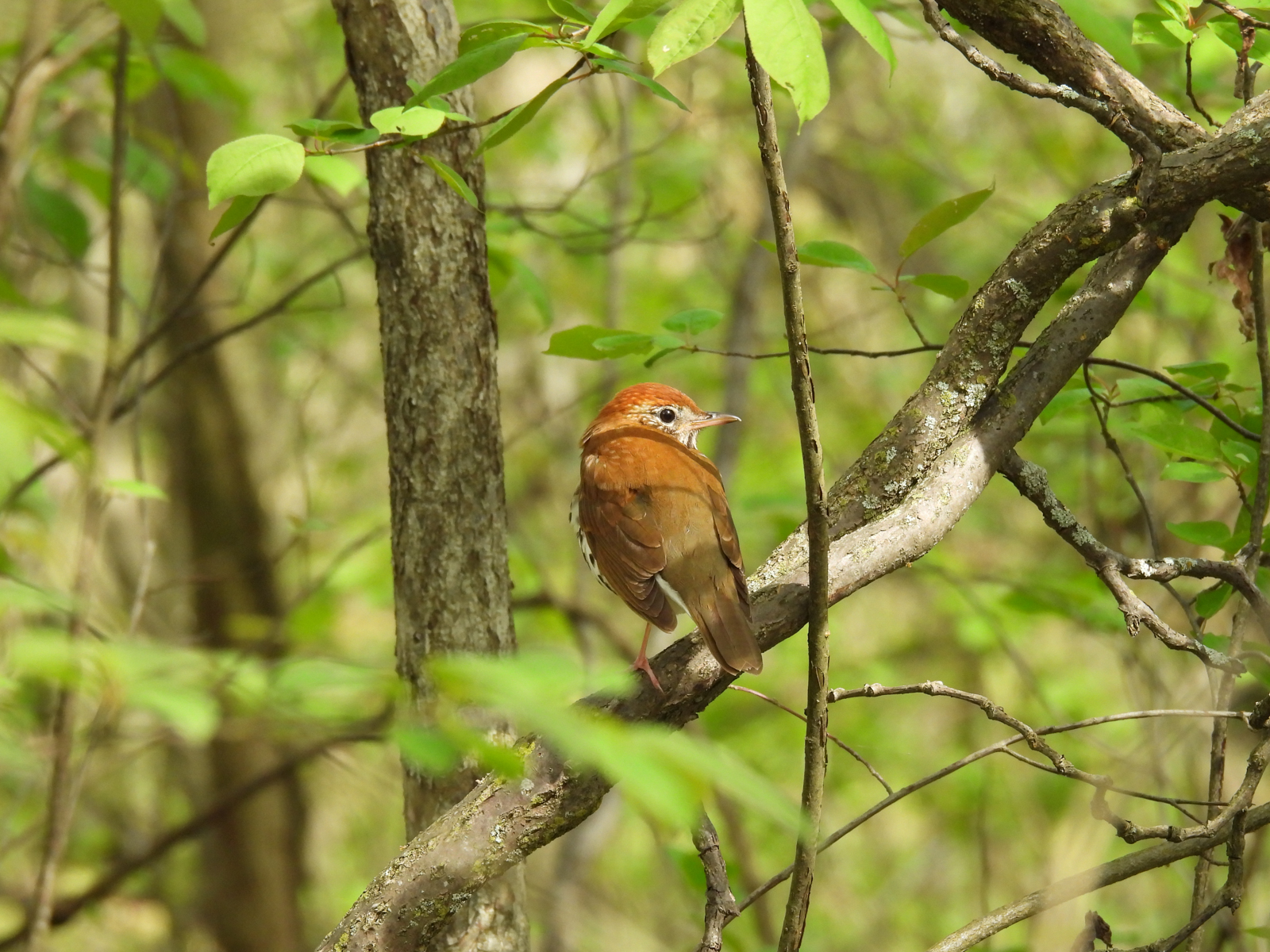 Wood Thrush