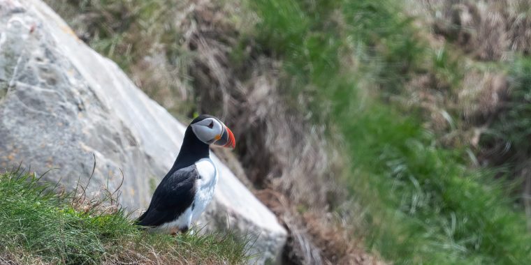 Grand Newfoundland Trip Report (Jun 12 – 23, 2025)