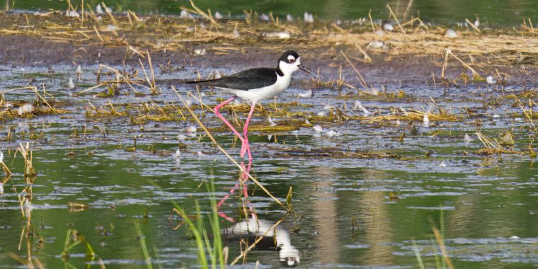 Alberta Birds and Dinosaurs Trip Report (Jun 3 - 7, 2025)