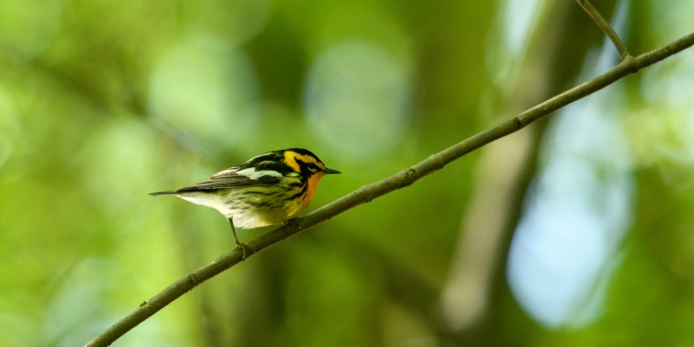 Lake Erie Migration Trip Report (May 10 - 18, 2025)