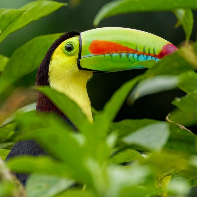 Keel-billed Toucan