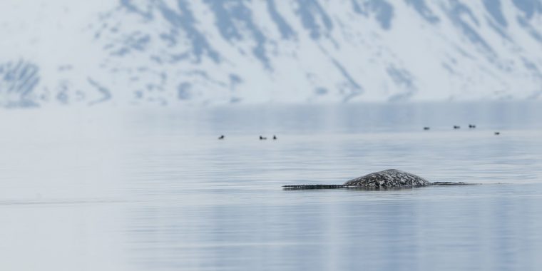 Narwhals and Polar Bears Trip Report (Jun 6 - 13, 2025)