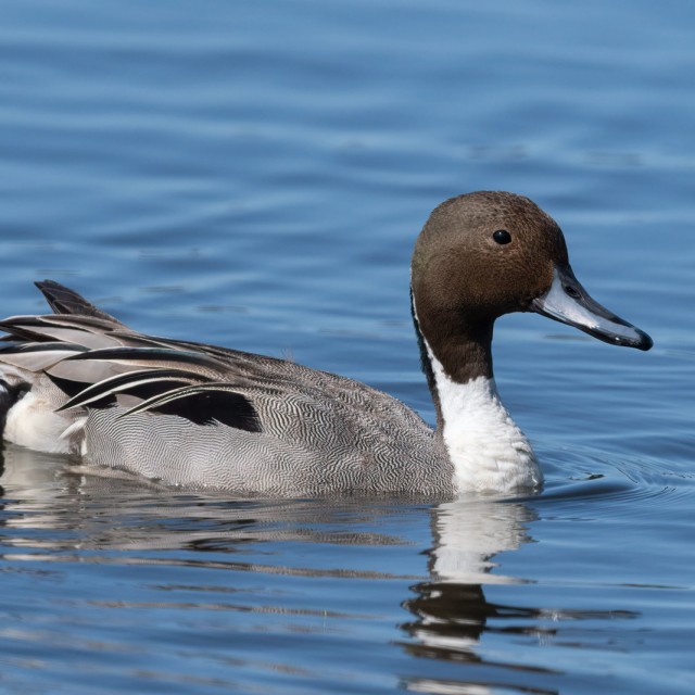 Northern Pintail