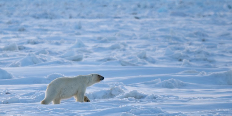 Alaska Trip Report - A Grand Ornithological Adventure (May 30 - June 11, 2025)