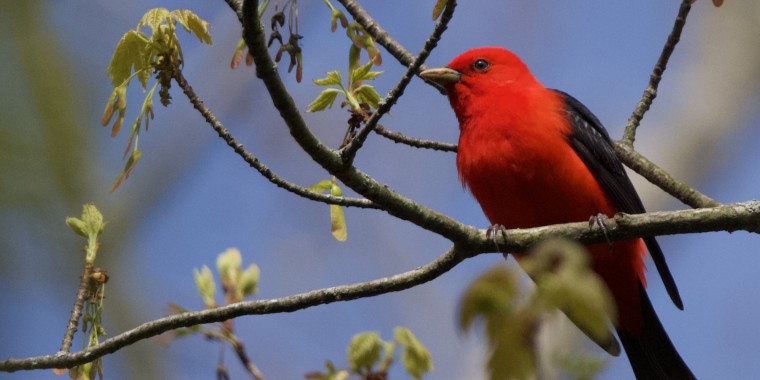 Point Pelee Trip Report (May 10 - 21, 2025)