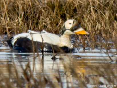 Alaska Birding