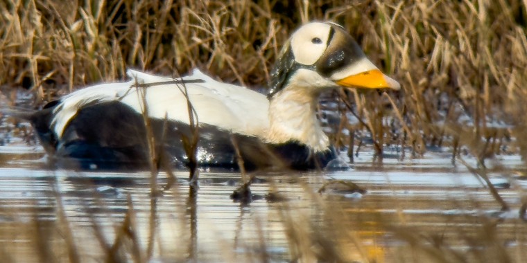 Alaska Birding Trip Report (Jun 11-23, 2025)