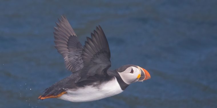 Newfoundland Birding with Canadian Geographic Trip Report 2025