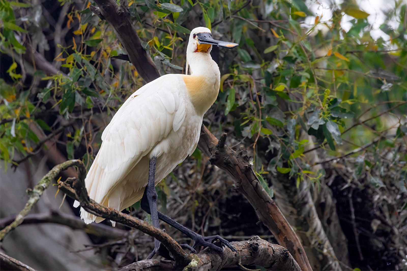 Eurasian Spoonbill