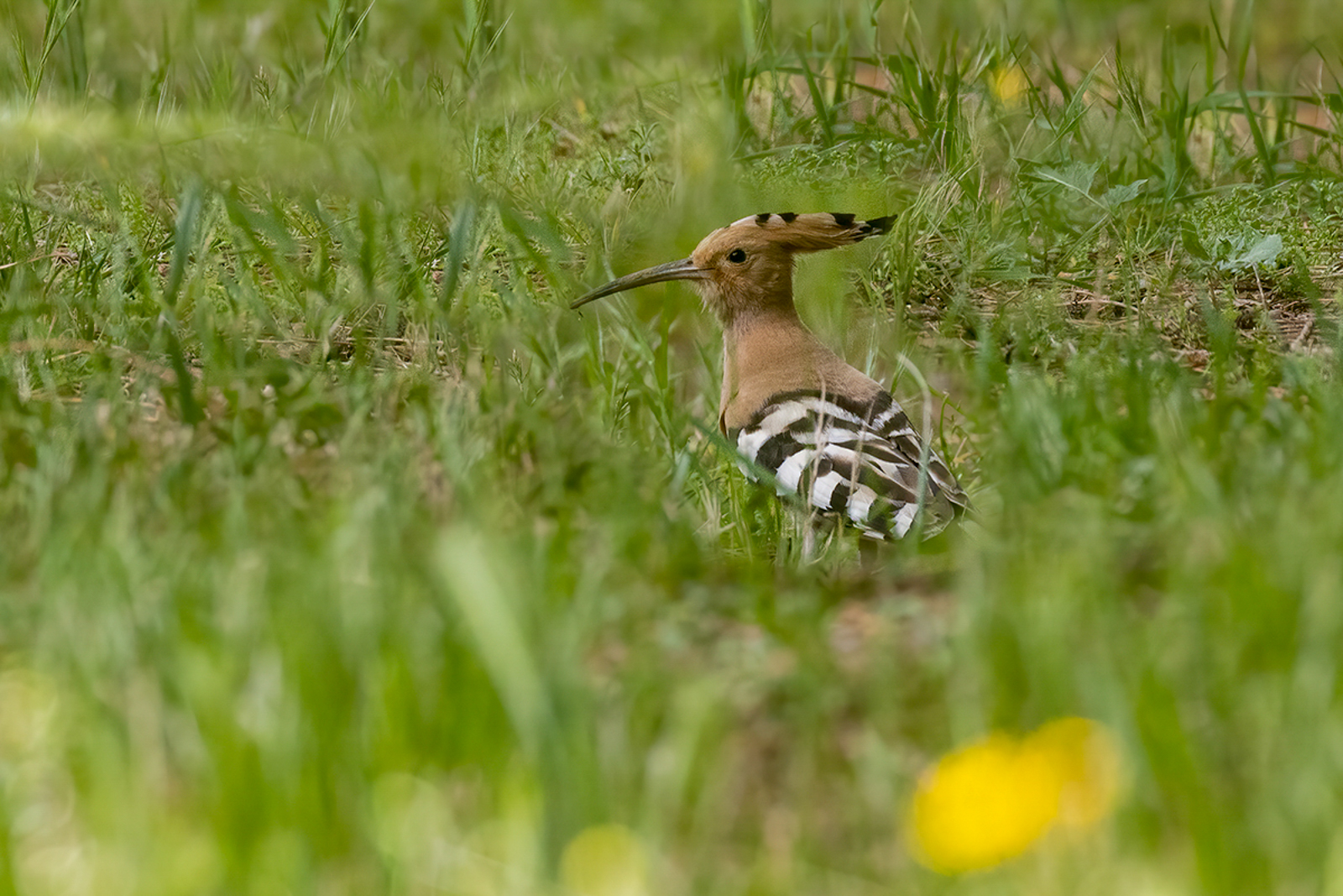 Common Hoopoe