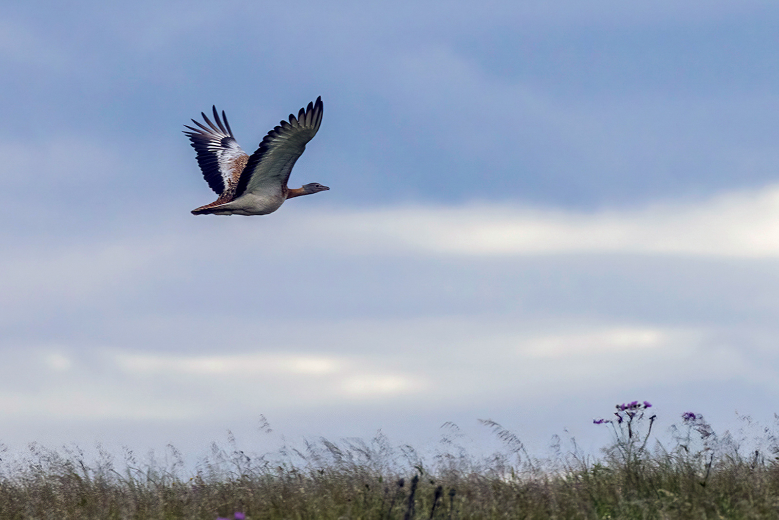 Great Bustard
