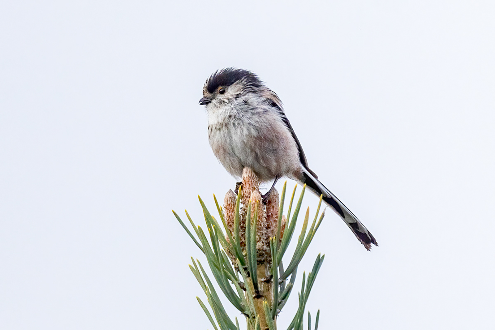 Long-tailed Tit