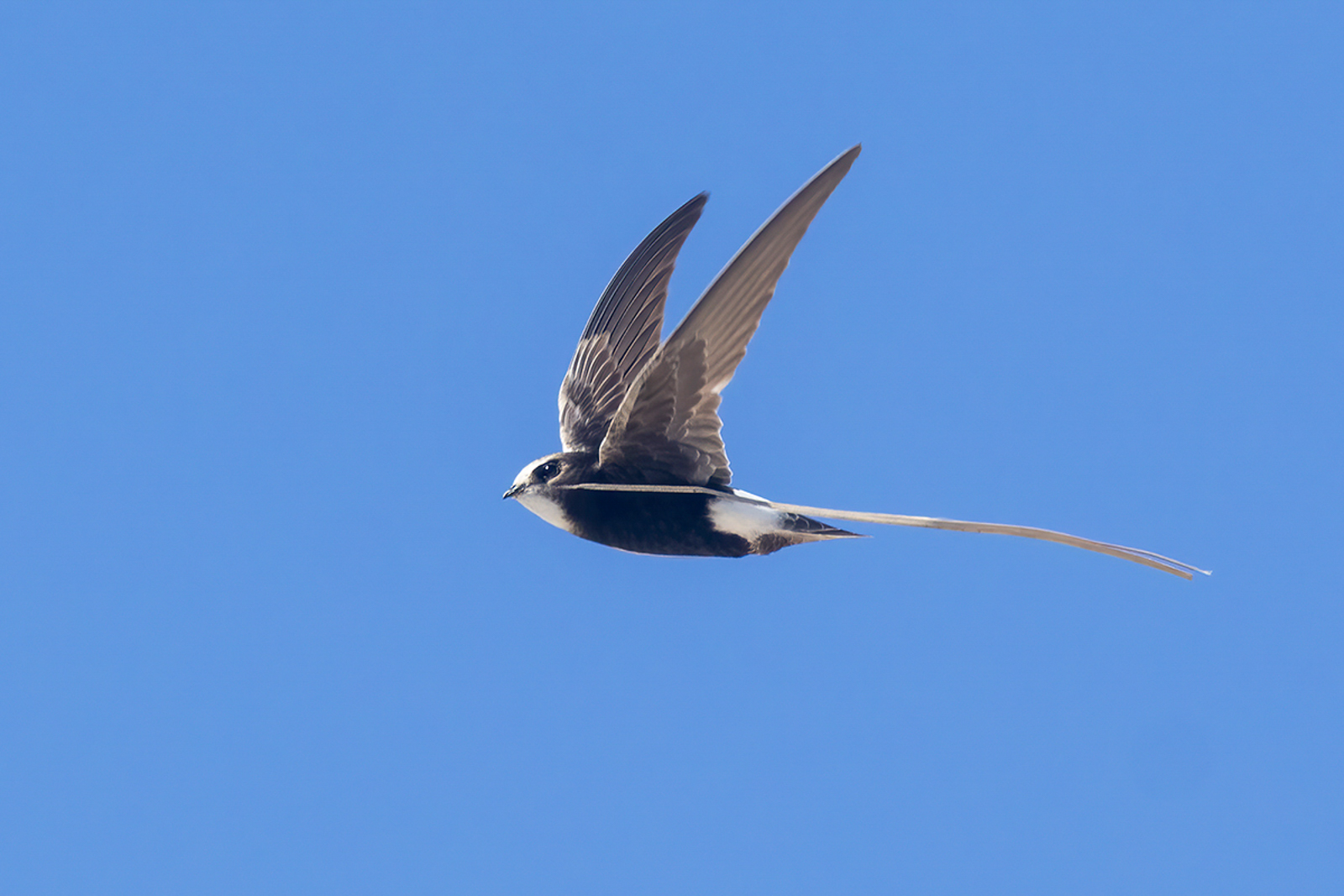 Little Swift