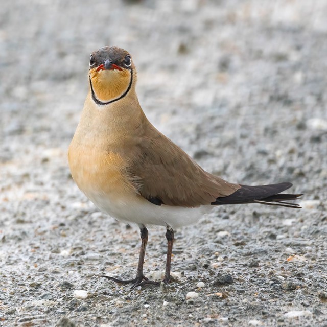 Collared Pratincole