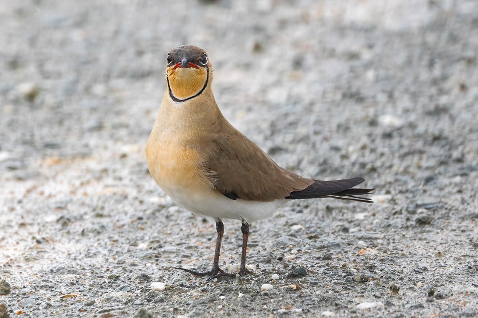 Collared Pratincole