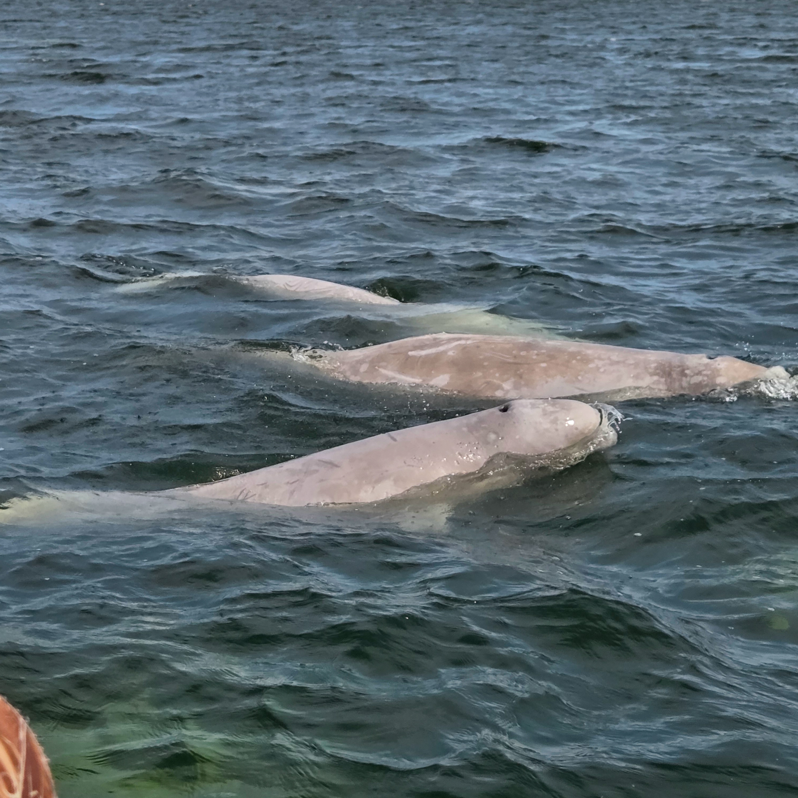 Belugas