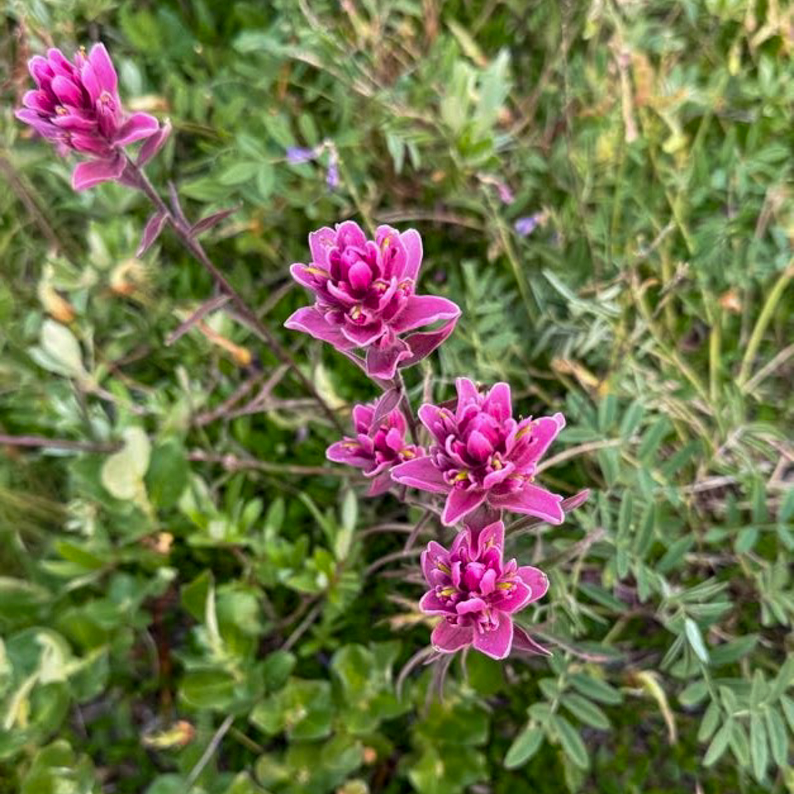 Wildflowers in Churchill