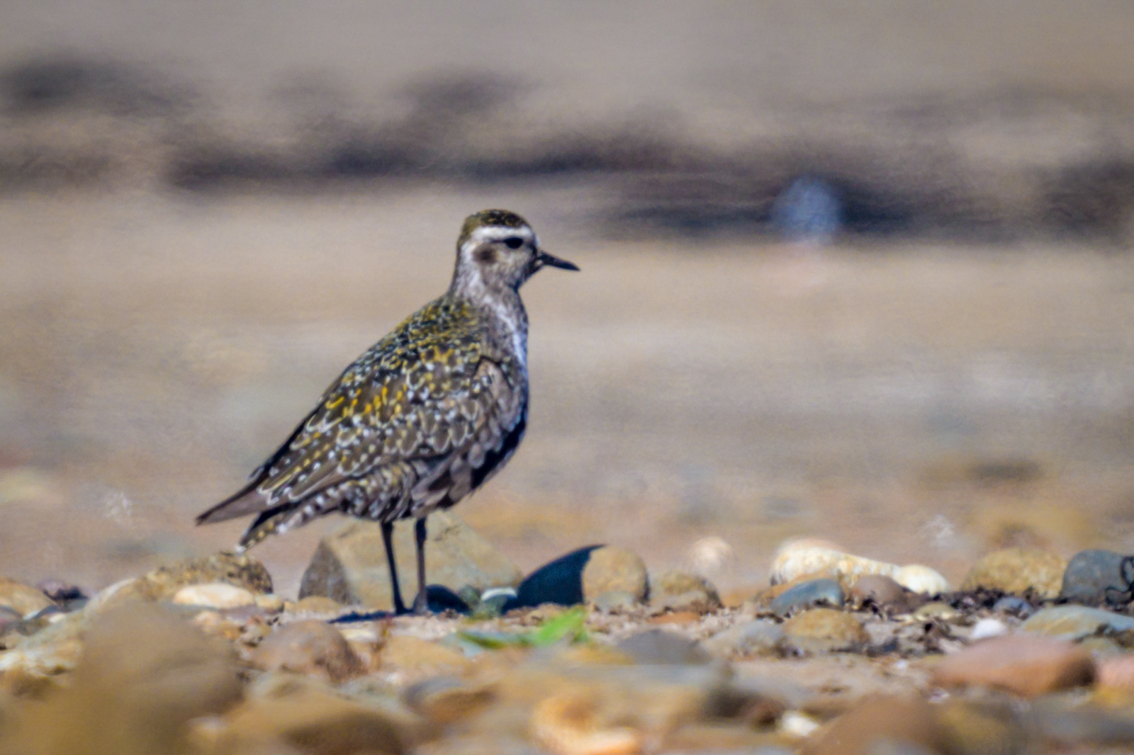 American Golden-Plover