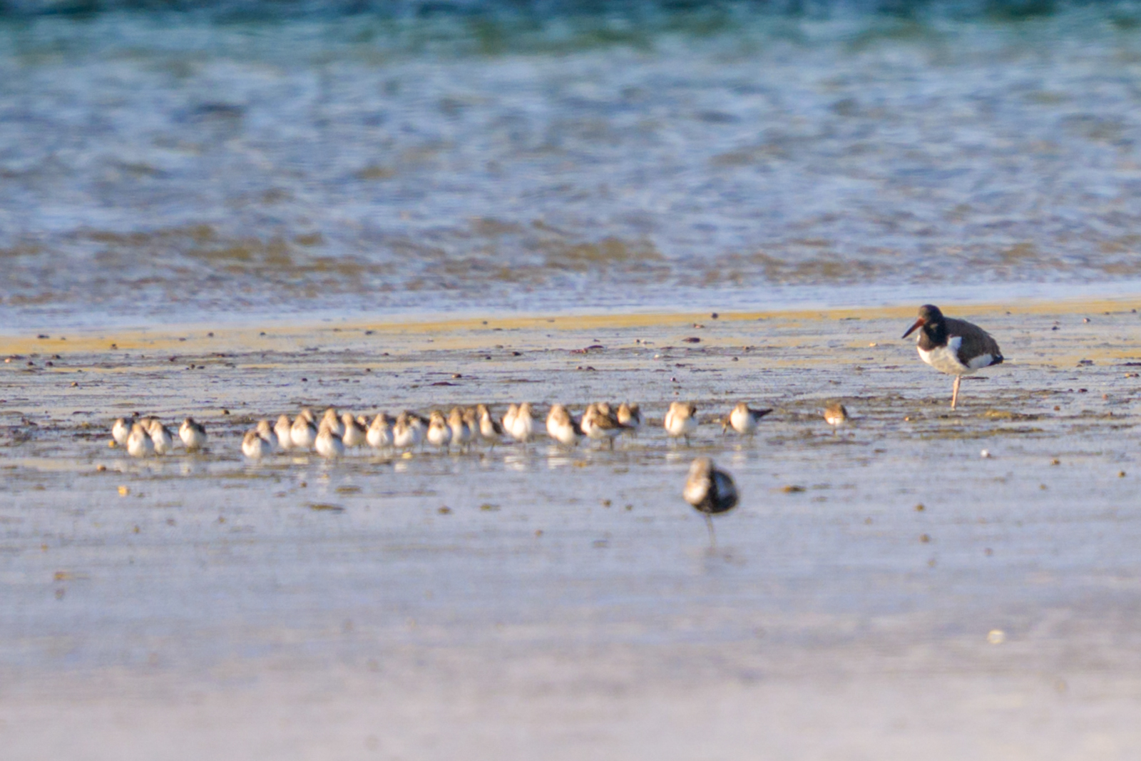 American Oystercatcher, Cape Sable Island