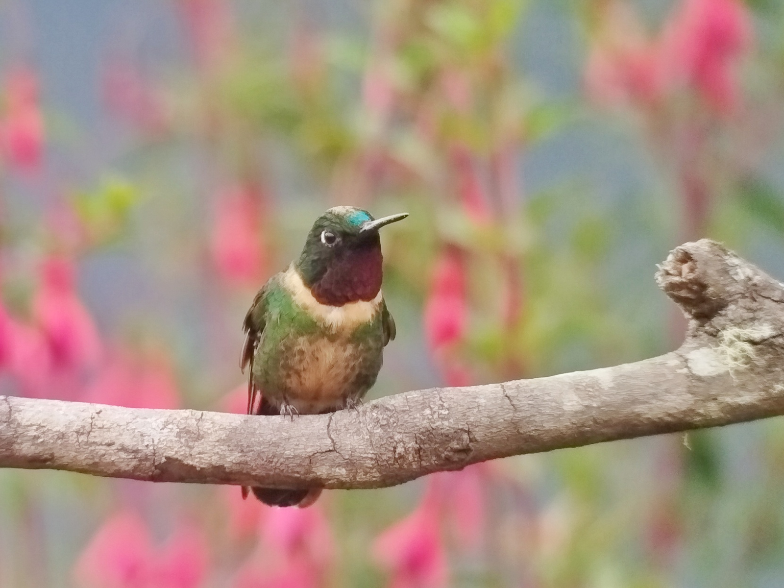Amethyst-throated Sunangel