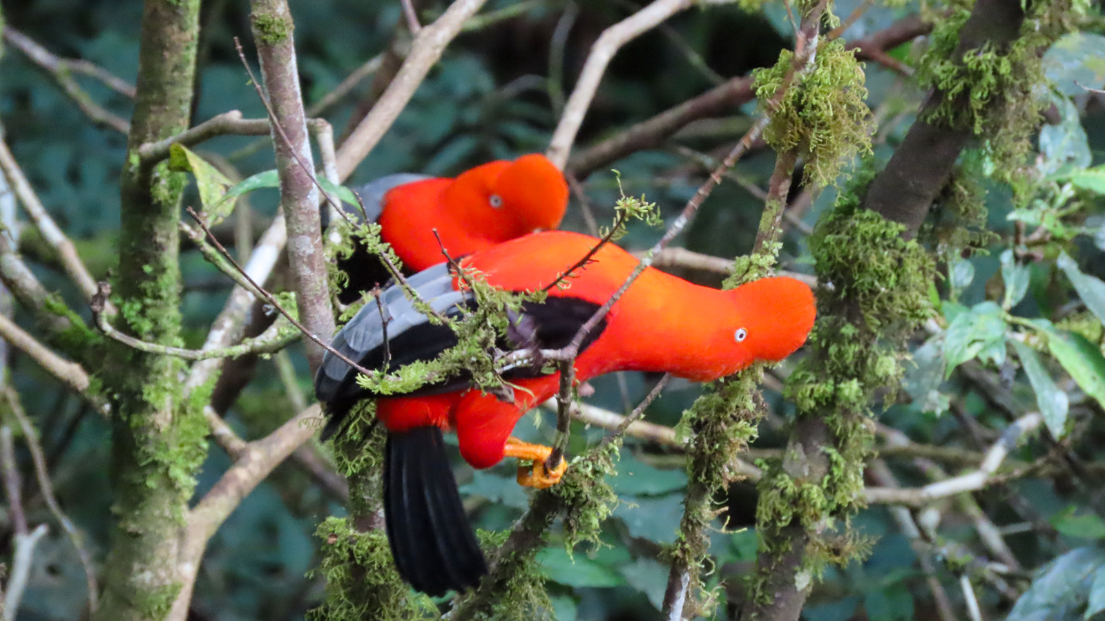 Andean Cock-of-the-rock