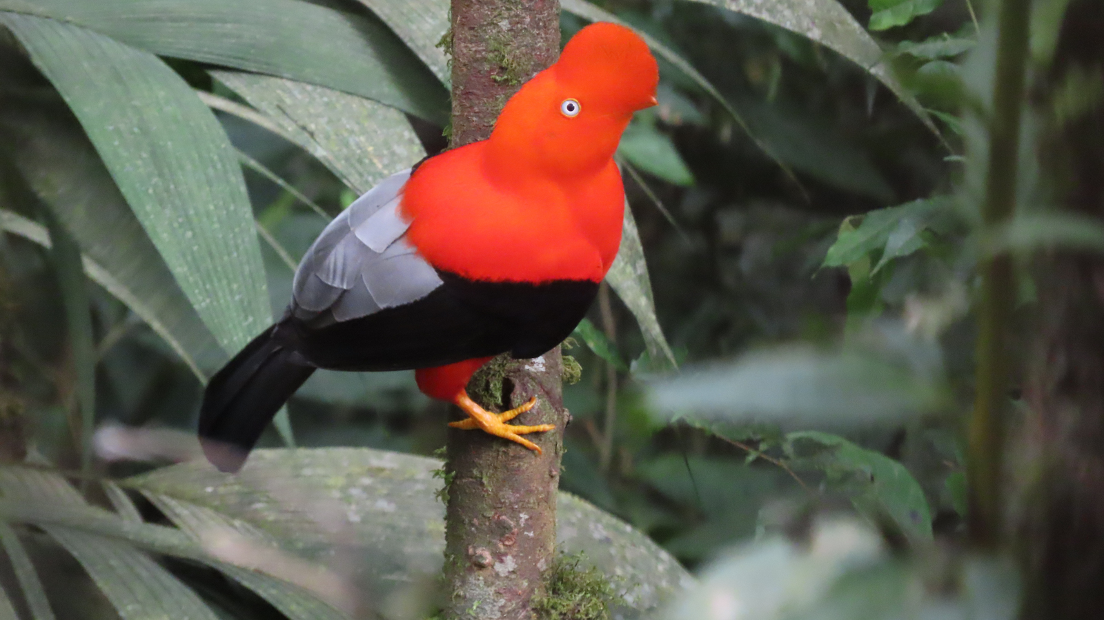 Andean Cock-of-the-rock