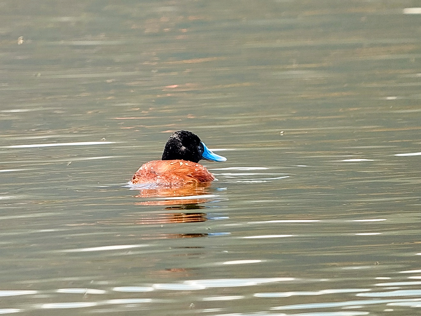Andean Duck