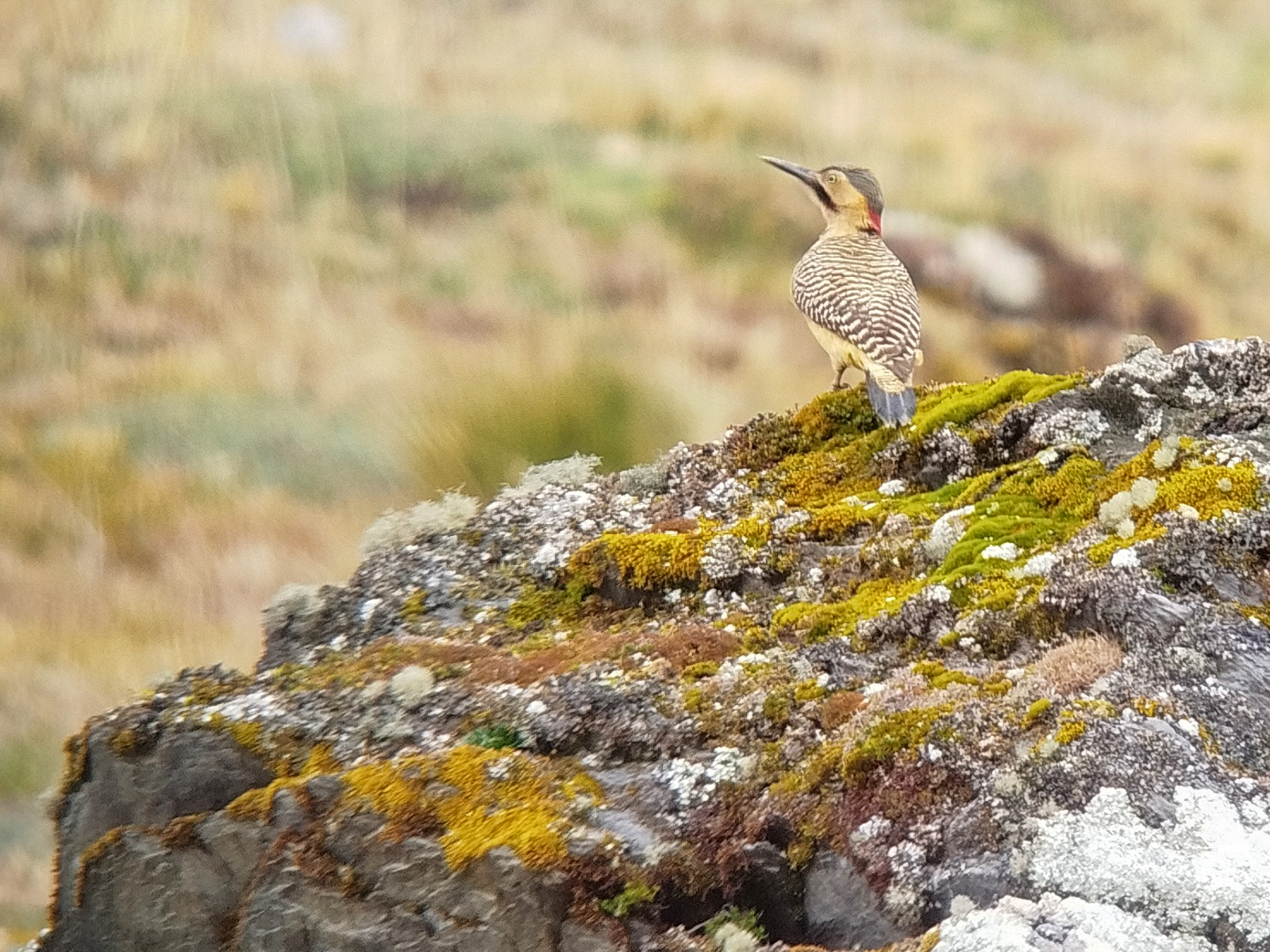 Andean Flicker