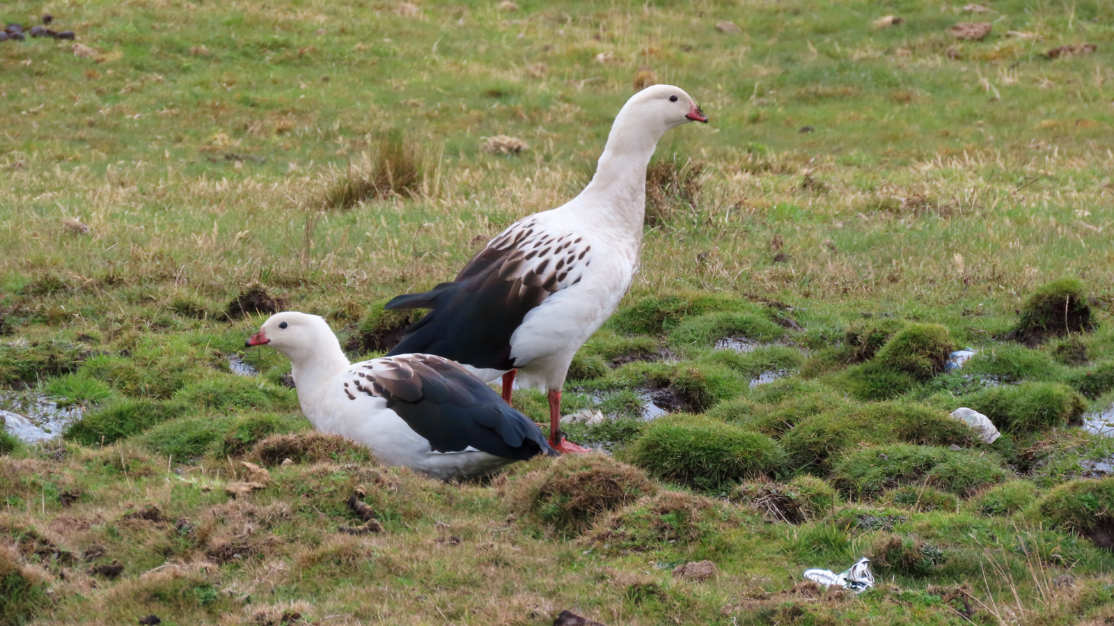 Andean Goose